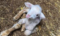 Annesi ve kardeşleri ölen kuzunun yürek burkan hikayesi