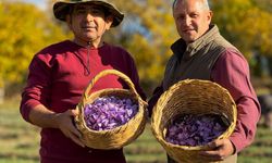AB tescilli safranın hasadı sürüyor