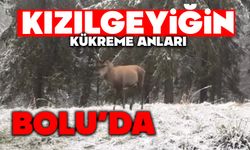 Bolu ormanlarında kızılgeyiğin böğürme anları kameraya yansıdı