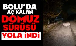 Bolu’da aç kalan domuz sürüsü yola indi