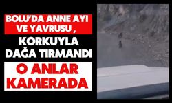 Bolu’da anne ayı ve yavrusu korkuyla dağa tırmandı, o anlar kamerada