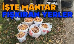 Bolu'da kilolarca mantar topladılar, işte mantar fışkıran yerler