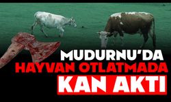 Mudurnu’da hayvan otlatmada kan aktı