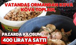 Vatandaş ormandan kova kova topladı, pazarda kilosunu 400 liraya sattı