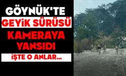 Göynük'te geyik sürüsü kameraya yansıdı