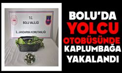 BOLU'DA YOLCU OTOBÜSÜNDE KAPLUMBAĞA YAKALANDI