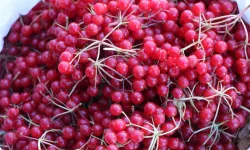 Erzincan’da şifa deposu gilaburuya ilgi arttı