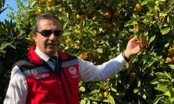 Aydın’da mandalina hasadı başladı