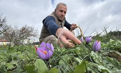 Soğuk ve yağışlı hava ‘dünyanın en pahalı baharatı'nda hasat süresini uzattı