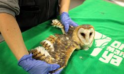 Doğanın şifası Ormanya'da: "Bu merkez yaban hayvanlarına umut oluyor"