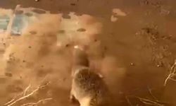 Batman'da bidona kafası sıkışan tilki kurtarıldı