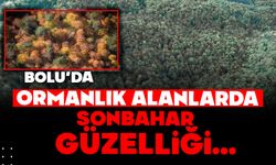 Bolu'da ormanlık alanlarda sonbahar güzelliği