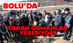 Bolu’da yanan orman yeniden yeşeriyor