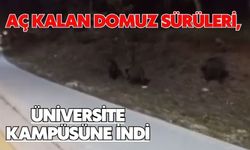 Aç kalan domuz sürüleri, üniversite kampüsüne indi