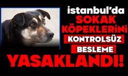 İstanbul’da Sokak Köpeklerini Kontrolsüz Besleme Yasaklandı