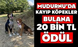KAYIP KÖPEKLERİ BULANA 20 BİN TL ÖDÜL