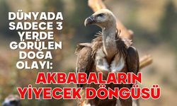 Dünyada sadece 3 yerde görülen doğa olayı: Akbabaların yiyecek döngüsü