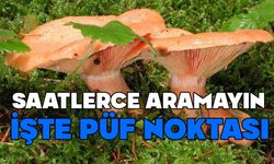 Bolu’da kanlıca mantarı nasıl bulunur?