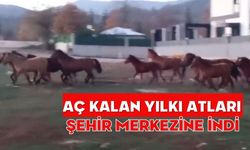 Aç kalan yılkı atları şehir merkezine indi