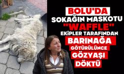 Sokağın maskotu "Waffle" ekipler tarafından barınağa götürülünce gözyaşı döktü