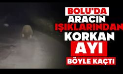 Aracın ışıklarından korkan ayı böyle kaçtı