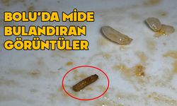 Bolu’daki yemeklerden kurtlar çıktı