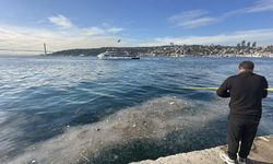 Üsküdar’da hayrete düşüren görüntü: Binlercesi kıyıya vurdu