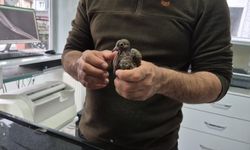 Duyarlı vatandaştan örnek davranış: Yolda bulduğu kumruya su verip veterinere teslim etti