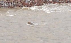 Çaya düşen karaca kurtarıldı