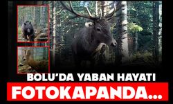 Bolu'nun yaban hayatı fotokapana yansıdı