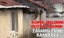 Köpek seslerini duyan tilkinin yaşadığı panik kamerada