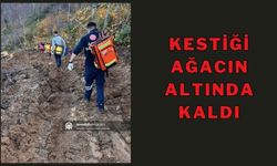 KESTİĞİ AĞACIN ALTINDA KALDI