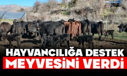 HAYVANCILIĞA DESTEK MEYVESİNİ VERDİ