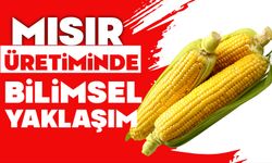 MISIR ÜRETİMİNDE BİLİMSEL YAKLAŞIM