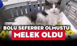 Bolu’da araba çarpıp kaçmıştı, melek oldu