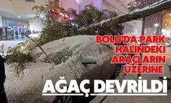 Bolu'da park halindeki araçların üzerine ağaç devrildi