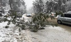 Ankara’da karın ağırlığına dayanamayan çam ağacı devrildi
