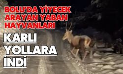Bolu'da yiyecek arayan yaban hayvanları karlı yollara indi