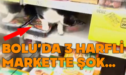 Bolu’da Zincir Markette Şok Görüntü: Kedi Şarküteri Reyonuna Girdi