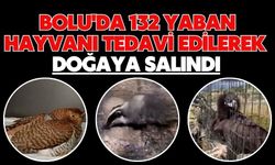 Bolu'da 132 yaban hayvanı tedavi edilerek doğaya salındı