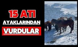 15 atı ayaklarından vurdular