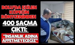 Bolu'da ezilen köpeğin röntgeninden 400 saçma çıktı