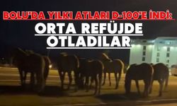 Bolu'da yılkı atları D-100'e indi: Orta refüjde otladılar