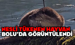 Bolu'da nesli tükenen hayvan görüldü