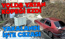 Bolu'da yoldaki köpeği ezen sürücü yakalandı