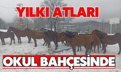 YILKI ATLARI OKUL BAHÇESİNDE