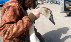 Vatandaşların bulduğu yaralı kuğu tedavi altına alındı
