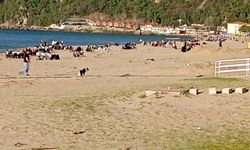 Sıcaklığın 28 dereceye çıktığı Bartın'da plaj ve parklar doldu