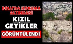 Bolu'da koruma altındaki kızıl geyikler görüntülendi