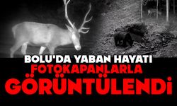 Bolu'da yaban hayatı fotokapanlarla görüntülendi
